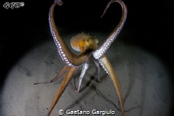 The octopus "provoked" by its reflection in my dome port,... by Gaetano Gargiulo 